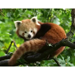 Rompecabezas de Panda Rojo de 500 Piezas<La Casa de la Educadora Hot