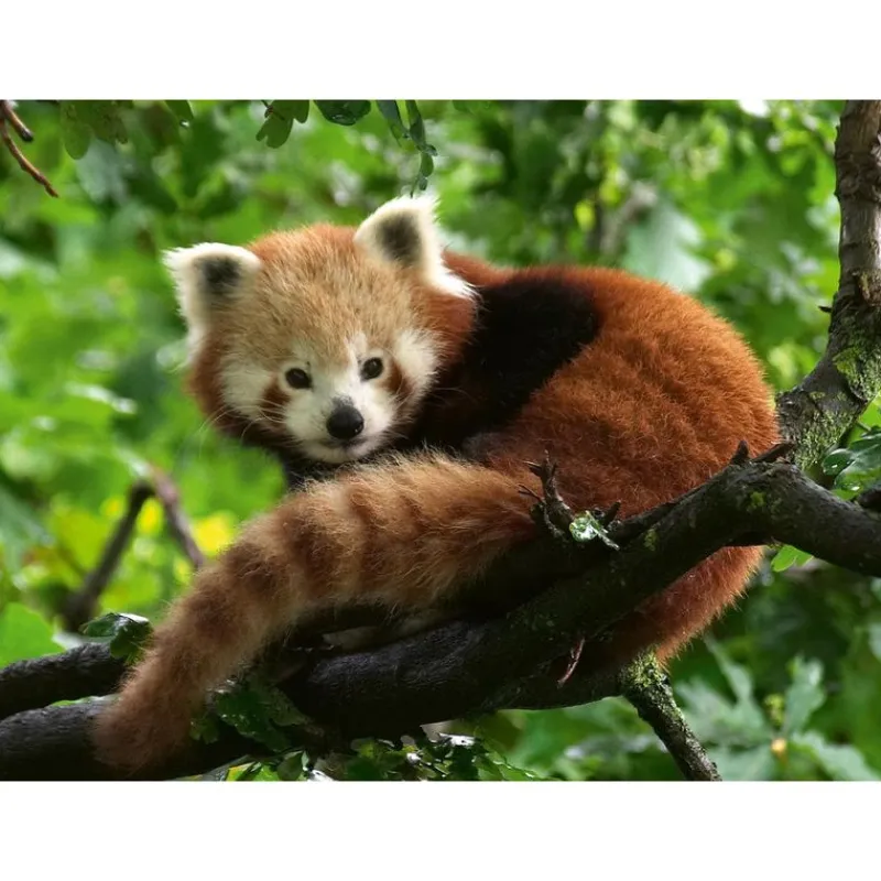 Rompecabezas de Panda Rojo de 500 Piezas<La Casa de la Educadora Hot